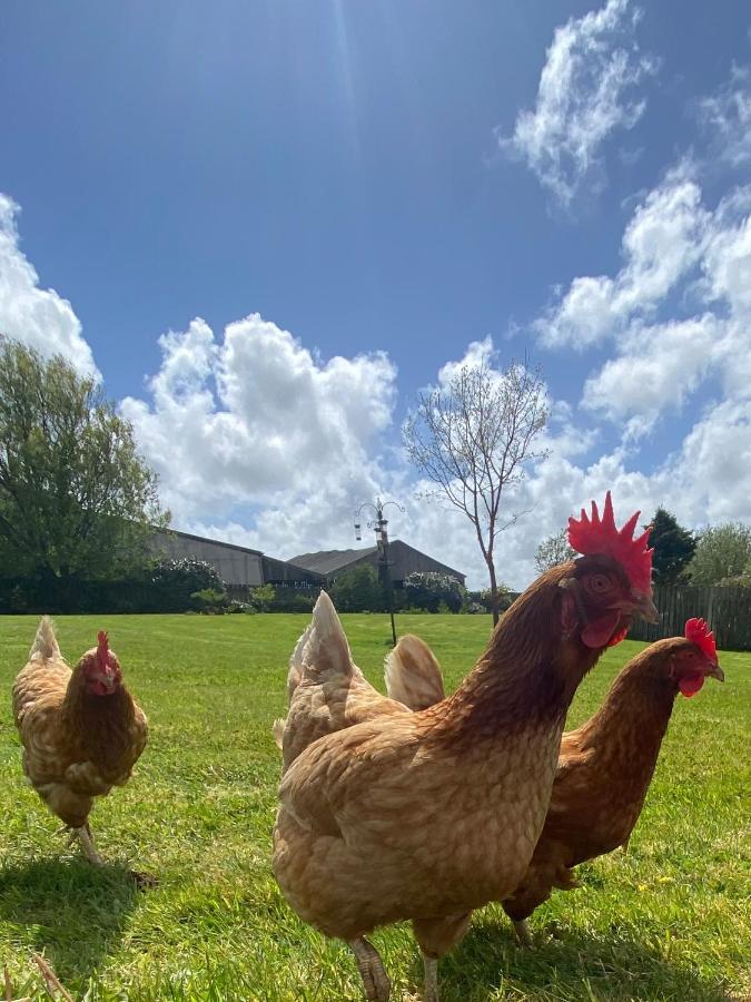 Treveighan Farmhouse Saint Teath エクステリア 写真