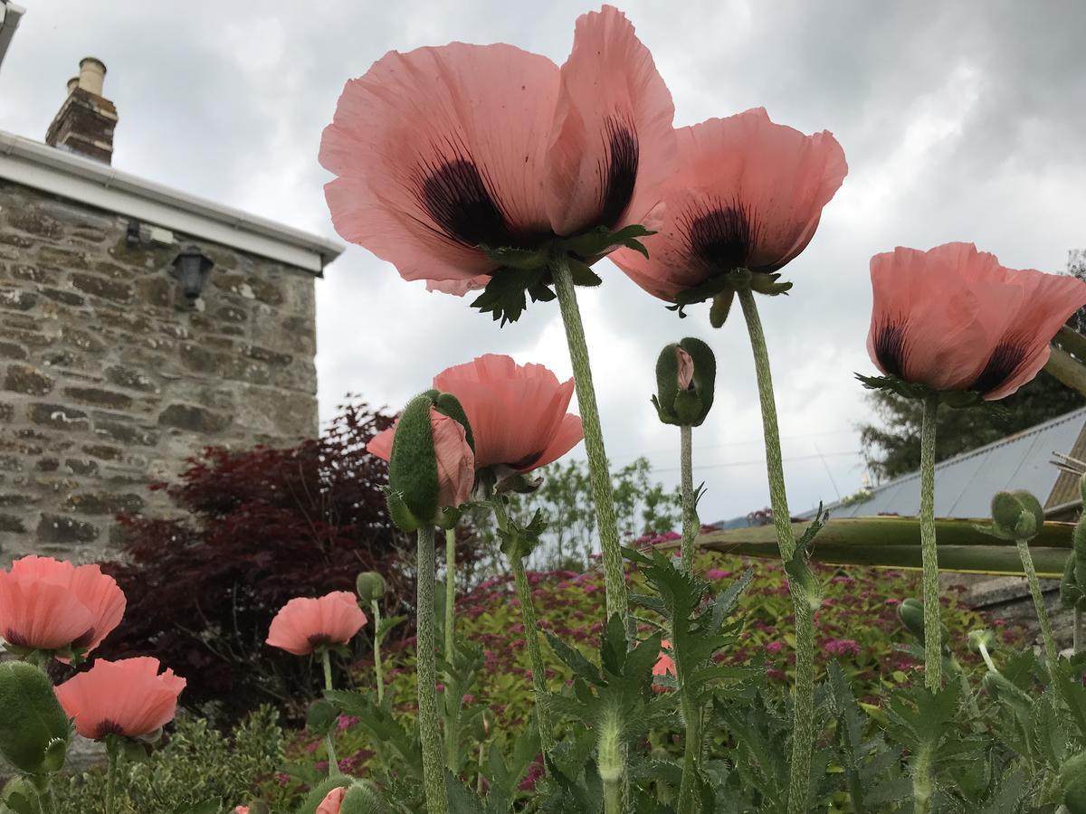 Treveighan Farmhouse Saint Teath エクステリア 写真